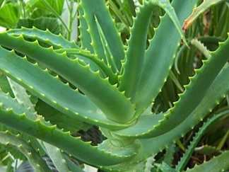 aloe stoletnik